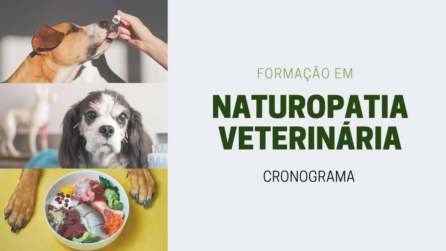 Cópia de Cronograma - Naturopatia Veterinária_page-0001